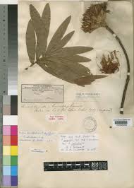 Image result for Protea welwitschii