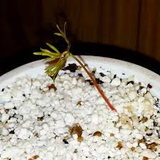 Image result for Rytigynia lewisii