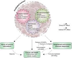 The waxing moon phase is when the moon is visually getting bigger and brighter, shifting from a new moon to a full moon. Frontiers Molecular Mechanisms Of Radiation Induced Cancer Cell Death A Primer Cell And Developmental Biology