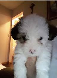 Hello I Am Looking To Get A Maltipoo Puppy This Puppy Has A White Color Coat With A Butterfly Nose The Dogs Sibilings All Have Petcoach