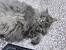 Domestic Long Hair Vs Maine Coon