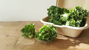 petit vert 抱子羽衣甘藍 nov mar 靜岡 請教了小櫛老師 旅 看到的旅人請務必品嚐看看 吃法很簡單 熱水快速川燙