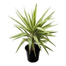 It is also commonly known as. Buy Silver Yucca Plant Online At Cheap Price At Plantsguru Com