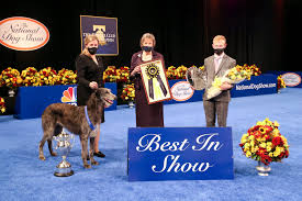 Siba's new life of fame! Scottish Deerhound Claire Wins Best In Show At 2020 National Dog Show Daily Paws