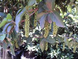 Image result for Antidesma venosum