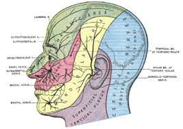 Understanding human hands in contact at internet scale. Human Head Wikipedia