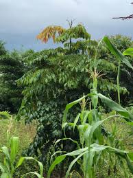 Image result for Lannea barteri