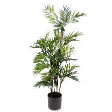 5 Plantes Qui Absorbent L Humidite De Toutes Les Pieces Palmier Bambou Plante Plante Appartement