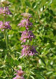 Image result for Monadenium laeve