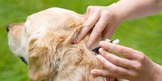 Client services representative at compassionate care animal hospital. Veterinarian In Manlius Compassionate Care Veterinary Hospital