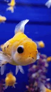 Maybe you would like to learn more about one of these? Just Keep Swimming Gifs Tenor