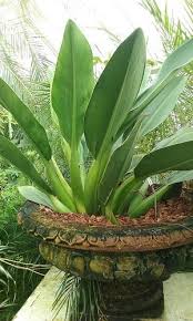 Philodendron Martianum Shade Plants Philodendron Tropical Plants