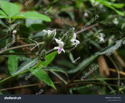 Image result for Lepidagathis