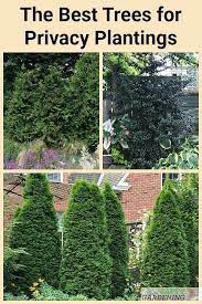 The Best Trees For Privacy Screening In Big And Small Yards Best Trees For Privacy Evergreen Trees For Privacy Trees For Front Yard