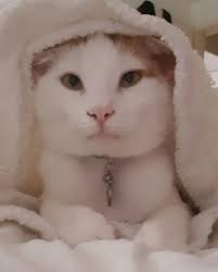 Zuhause gesucht mit Freigangmöglichkeit Die 6j. Sirin&Gargamel sind vor  knapp einem Jahr in ein tolles Zuhause zu einem Erstkater gezügelt, endlich  ein Spielkamerad. Das findet der Erstkater jedoch immer noch nicht lustig