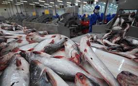 Vietnam Could Face Catfish Oversupply Nieuwsbericht Agroberichten Buitenland