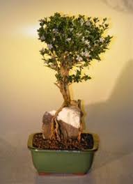 Flowering Mount Fuji Serissa Root Over Rock Style Serissa Foetida