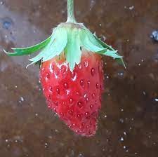 Suami, sekali apa kan daya en. Resepi Aiskrim Strawberry Cameron