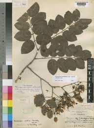Image result for Pterocarpus rotundifolius