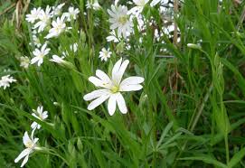 Image result for Stellaria