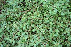 Image result for Trianthema portulacastrum