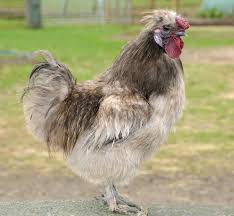 Roosters crow throughout their lives starting at around 12 to 16 weeks old. The Silkie Cockerel Scrumptious Silkies