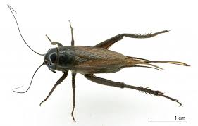 Brown of the tennessee titans Cricket Manaaki Whenua