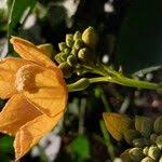 Image result for Cogniauxia