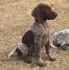 Stunning german shorthaired pointers puppies. Puppies For Sale Outback Kennels Gsp Dogs Gsp Puppies German Shorthaired Pointer Dog