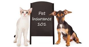 How affordable is pets best pet insurance for cats? Pet Insurance 101 How Much Does Pet Insurance Cost Much More Petcoach
