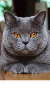 Blue Grey British Shorthair British Blue Cat Cute Cats Cats And Kittens