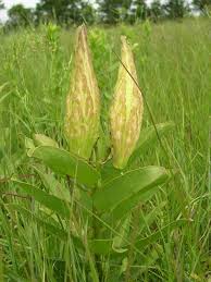 If the seed pod has milkweed bugs on it, the seeds are probably no collect milkweed seeds in late fall when the seed pods are brown and open, or green and easy to pop open. Spider Milkweed 2015 Kansas Wildflower Of The Year Spider Milkweed Kansas Native Plant Society