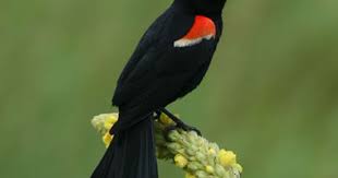 Black Bird With Red Spot On Head Carnegie Museum Of Natural History Adopt A Bird Band Common Birds Bird Bands Bird Pictures