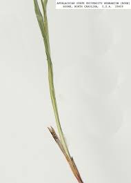 Image result for Scleria mikawana