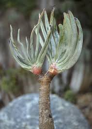 Image result for Aloidendron tongaense
