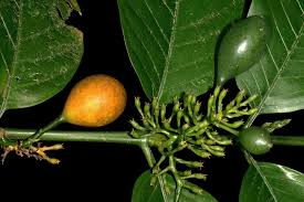 Image result for Oxyanthus speciosus