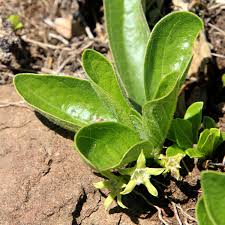 Image result for Pygmaeothamnus