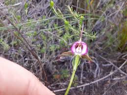 Image result for Disperis