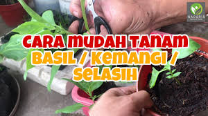 Walau bagaimanapun, pastikan anda menyiram dan. 7 Herba Yang Boleh Anda Tanam Dengan Mudah Dalam Rumah Di Malaysia Propertyguru Malaysia