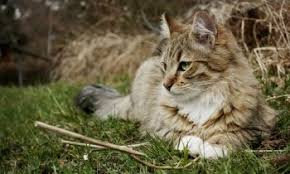 Calculand pe un program normal de lucru de 8 ore pe zi, inseamna 80 ron pe zi. Specialist Canine Myofunctional Therapies Massage Pet Care Services