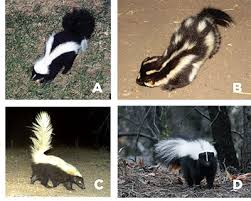 For your own safety if you own a skunk and live in an area where it's not. Nmsu New Mexico Skunks Identification Ecology And Damage Management