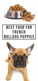 Best kibble/raw french bulldog food. Best Food For French Bulldog Puppy Dogs Top Tips And Brand Reviews Bulldog Puppies Best Dog Food Brands Best Dog Food