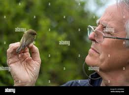 Tagged otter hi-res stock photography and images