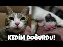 Kedim Dogurdu Kac Tane Yavru Oldu Youtube