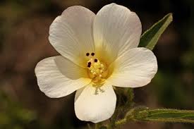 Image result for Hibiscus aethiopicus