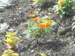 The allium genus of vegetables, which includes onions, garlic, leeks and chives, is also extremely dangerous to both cats and dogs. How To Keep Animals Out Of Your Vegetable Garden Dengarden