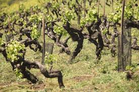 Image result for Calepitrimerus vitis