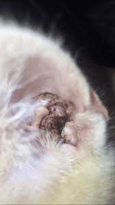La gale des oreilles, aussi appelée gale auriculaire, otacariose ou gale otodectique, est une maladie parasitaire relativement commune chez les chats vivant en groupe, tels que les chats errants. Mon Chaton A T Il La Gale Auriculaire Forum Soigner Son Chat Gouttiere Wamiz