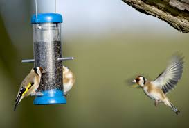 For example planting a chokecherry will attract cedar waxwings and robins to your yard for the 2 weeks that the berries are ripe. How To Attract Birds To Your Garden 10 Top Tips Notes On Nature Wildlife The Rspb Community