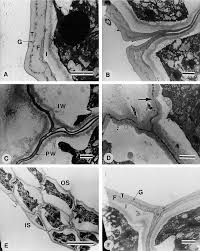 Image result for Xysmalobium sessile